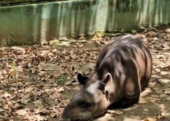 Ciência na Escola: Governo do Amazonas apoia projeto sobre levantamento de animais presentes nos parques e museus de Manaus