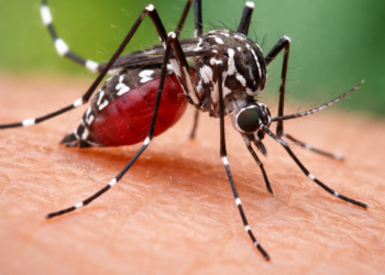 Período chuvoso reacende alerta para o avanço da dengue