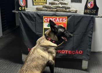Base Arpão 2: Policiais apreendem drogas avaliadas em R$ 240 mil