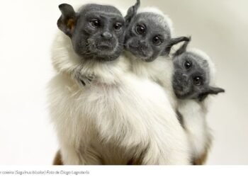 IBAMA fiscaliza empreendimentos em áreas de ocorrência do Sauim-de-coleira, espécie símbolo de Manaus