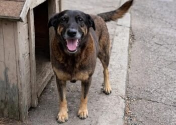 Polícia cumpre mandados no caso do cão Orelha em SC