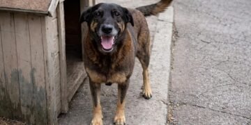 Polícia cumpre mandados no caso do cão Orelha em SC