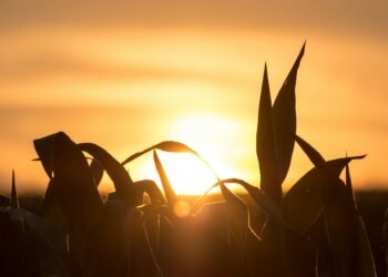 IBGE prevê safra recorde de 346 milhões de toneladas em 2025