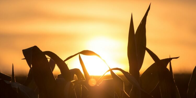 IBGE prevê safra recorde de 346 milhões de toneladas em 2025