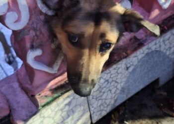 Cachorro fica com a cabeça presa em mureta de residência e Bombeiros são acionados para o resgate