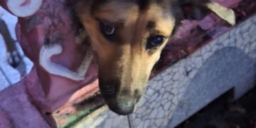 Cachorro fica com a cabeça presa em mureta de residência e Bombeiros são acionados para o resgate