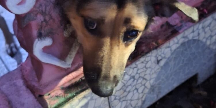 Cachorro fica com a cabeça presa em mureta de residência e Bombeiros são acionados para o resgate