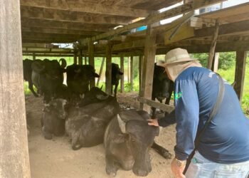 Febre aftosa: Adaf vai realizar vigilância em mais de 400 propriedades no primeiro semestre de 2026