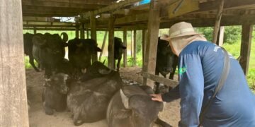 Febre aftosa: Adaf vai realizar vigilância em mais de 400 propriedades no primeiro semestre de 2026