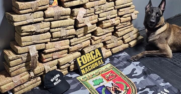 Base Arpão 2: PMAM apreende mais de 70 quilos de drogas escondidas em tubos de PVC e latas