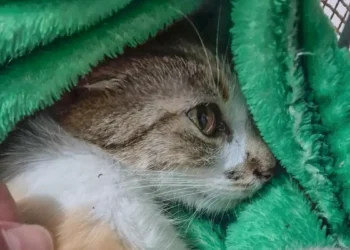 Mulher é presa após arremessar gata do 12º andar de prédio em Curitiba