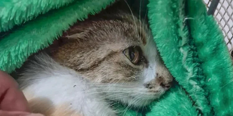 Mulher é presa após arremessar gata do 12º andar de prédio em Curitiba