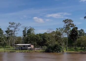 Dia Internacional das Florestas e da Árvore: futuro sustentável depende da colaboração internacional para preservação das áreas verdes