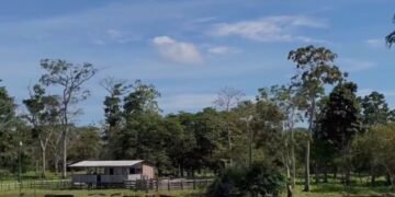 Dia Internacional das Florestas e da Árvore: futuro sustentável depende da colaboração internacional para preservação das áreas verdes