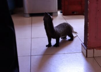 Furão-grande mantido em cativeiro por oito meses é resgatado pelo Ipaam no residencial Viver Melhor