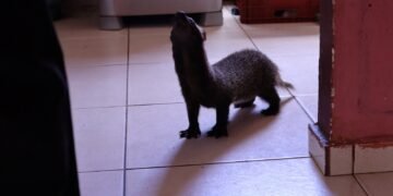 Furão-grande mantido em cativeiro por oito meses é resgatado pelo Ipaam no residencial Viver Melhor