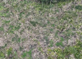 Operação Tamoiotatá 6: Ipaam autua três pessoas e aplica mais de R$ 1,7 milhão em multas em Humaitá