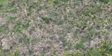 Operação Tamoiotatá 6: Ipaam autua três pessoas e aplica mais de R$ 1,7 milhão em multas em Humaitá