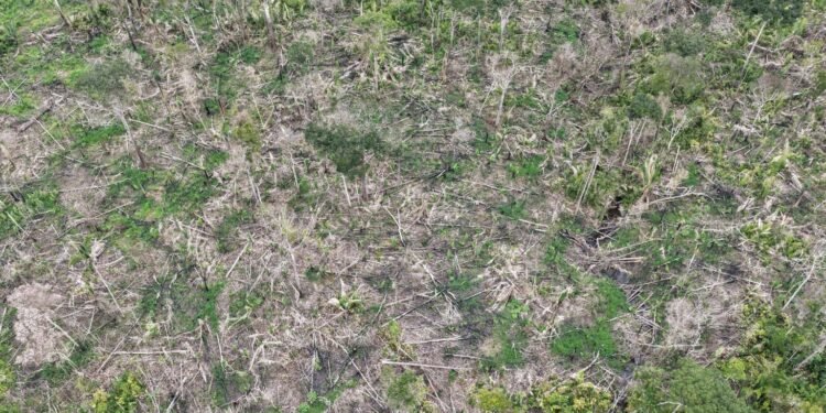 Operação Tamoiotatá 6: Ipaam autua três pessoas e aplica mais de R$ 1,7 milhão em multas em Humaitá