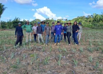 Idam conclui o plantio de 9,25 mil mudas de abacaxi em Unidade Demonstrativa de Humaitá