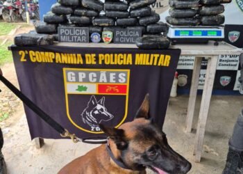 PC-AM e PMAM apreendem maconha avaliada em R$ 1,1 milhão, em Benjamin Constant