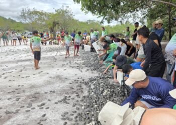 Mais de 56 mil filhotes de quelônios são soltos em comunidades da RDS do Uatumã em 2026