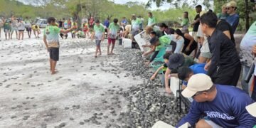 Mais de 56 mil filhotes de quelônios são soltos em comunidades da RDS do Uatumã em 2026