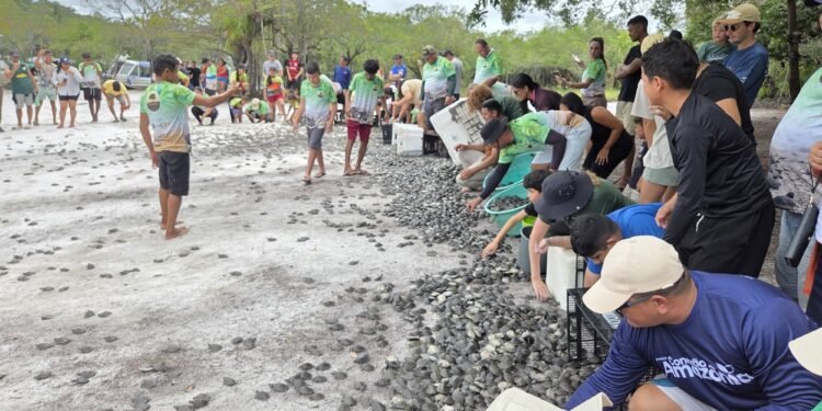 Mais de 56 mil filhotes de quelônios são soltos em comunidades da RDS do Uatumã em 2026