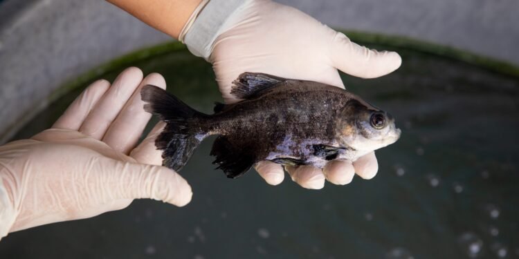 Governo do Amazonas inicia as inscrições para o Programa Estratégico de Desenvolvimento do Setor Primário da Fapeam