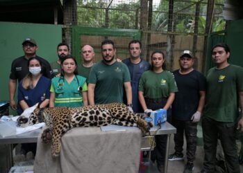 Sepet completa um ano com mais de 56 mil animais beneficiados e avanço das políticas de proteção animal no Amazonas
