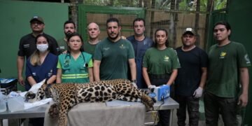 Sepet completa um ano com mais de 56 mil animais beneficiados e avanço das políticas de proteção animal no Amazonas