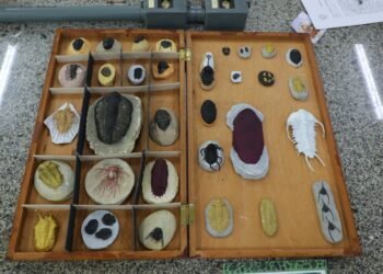 Fapeam está com inscrições abertas para o Programa de Apoio à Organização, Restauração, Preservação e Divulgação de Coleções Biológicas e Museus