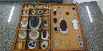 Fapeam está com inscrições abertas para o Programa de Apoio à Organização, Restauração, Preservação e Divulgação de Coleções Biológicas e Museus