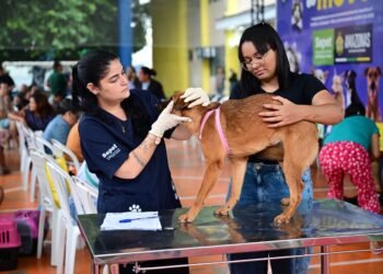 Castramóvel da Sepet abre agendamento para castração gratuita no bairro Educandos, em Manaus