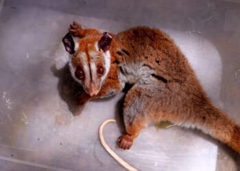 Aparecimento raro: cuíca-lanosa ferida é resgatada pelo Ipaam no bairro Chapada