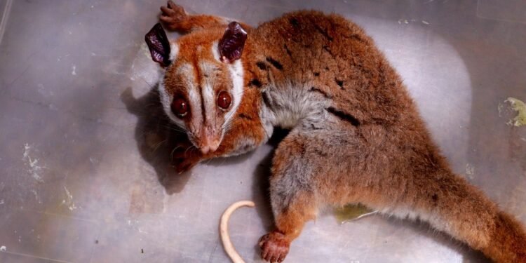 Aparecimento raro: cuíca-lanosa ferida é resgatada pelo Ipaam no bairro Chapada