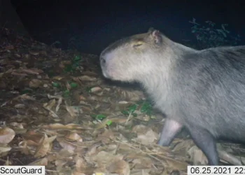 Capivara é agredida na zona norte do Rio e autores são presos