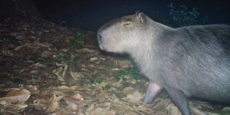 Capivara é agredida na zona norte do Rio e autores são presos