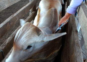 Adaf alerta que vacinação contra a raiva dos herbívoros passa a ser obrigatória em Lábrea