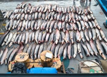 Base Arpão 2: PMAM apreendeu mais de 16 toneladas de pescado ilegal em Coari