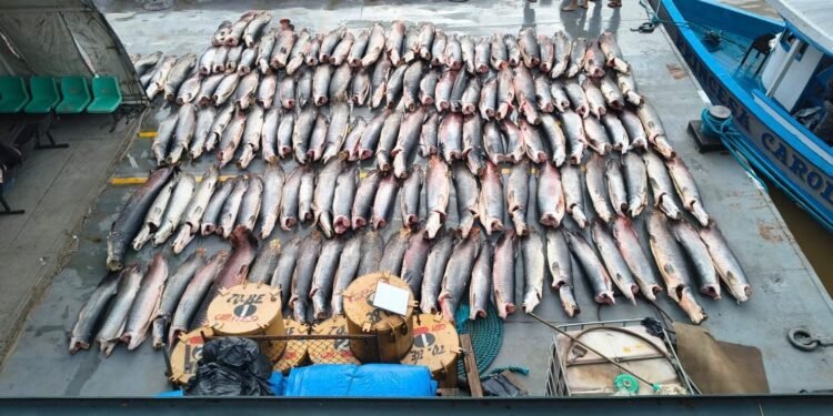 Base Arpão 2: PMAM apreendeu mais de 16 toneladas de pescado ilegal em Coari