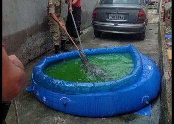 Em Manaus, dona de casa encontra jacaré em piscina de plástico e aciona o Corpo de Bombeiros para o resgate
