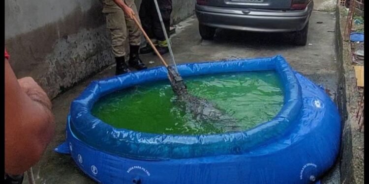 Em Manaus, dona de casa encontra jacaré em piscina de plástico e aciona o Corpo de Bombeiros para o resgate