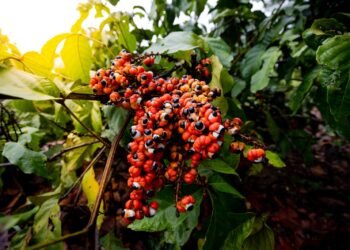 Programa estratégico de desenvolvimento de pesquisas no setor primário do Amazonas recebe propostas até sexta-feira