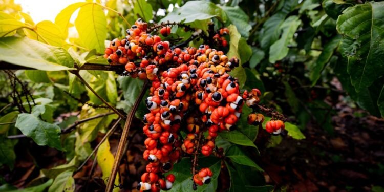 Programa estratégico de desenvolvimento de pesquisas no setor primário do Amazonas recebe propostas até sexta-feira