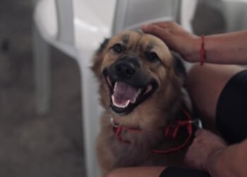 Sepet oferece 300 vagas para castração de animais no bairro Cidade de Deus, zona norte de Manaus