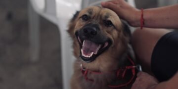 Sepet oferece 300 vagas para castração de animais no bairro Cidade de Deus, zona norte de Manaus