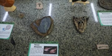 Últimos dias de inscrições para os programas Prospam e Coleções Biológicas, da Fapeam