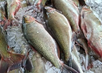 ADS comercializa mais de 37 toneladas de peixe em três dias do Feirão do Pescado na Semana Santa