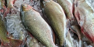 ADS comercializa mais de 37 toneladas de peixe em três dias do Feirão do Pescado na Semana Santa